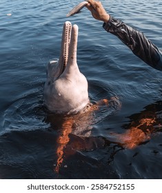 Amazon River dolphin with an open beak and visible teeth is ready to accept a treat from a person. Pink dolphin from Brazil, also called 