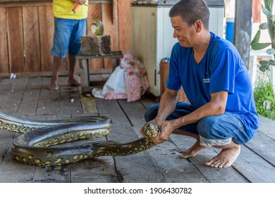 Amazon River, Manaus, Brazil - June 26th 2016: Local Brazilian man crouched down on wooden floor holding a large giant green anaconda snake around the neck with his hands in the State of Amazonas