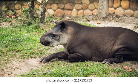 Amazon Tapir Recovered By Police In Colombian Zoo