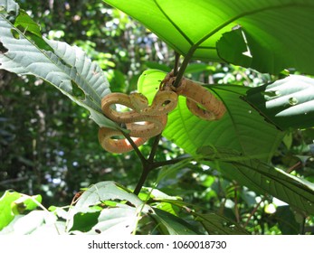 Amazon Tree Boa, (Corallus Hortulanus) Boidae Family. Amazon Rainforest, Brazil