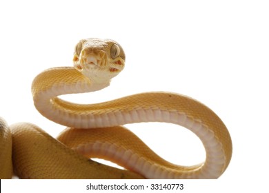 Hakuun Corallus Hortulanus Liittyvia Kuvia Arkistovalokuvia Ja Vektorikuvia Shutterstock