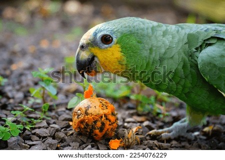 Amazona amazonica, popularly known as curica or maned parrot, is a species of bird in the Psittacidae family. Here the bird eating a tropical tucuma fruit (Astrocaryum aculeatum).