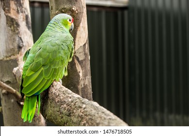 Amazona Autumnalis - Red Lored Amazon