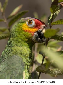 Amazona Autumnalis Red Lored Parrot 