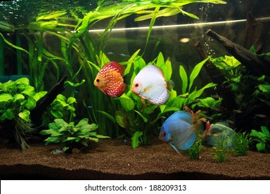 8500 Aquarium Design For Discus Fish Terbaik