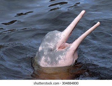 Amazonian Dolphin Surface Head Out Water Stock Photo 304884800 ...