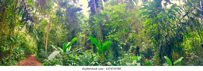 Amazonian Forest In French Guyana