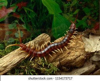 Amazonian giant centipede Scolopendra gigantea in terrarium                             