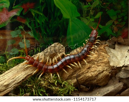 Amazonian giant centipede Scolopendra gigantea in terrarium                             