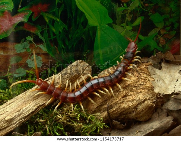 Amazonian giant centipede Scolopendra gigantea\
in terrarium                            \

