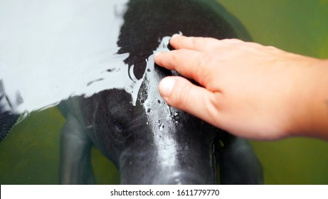 Amazonian Manatee In Iquitos, Peru