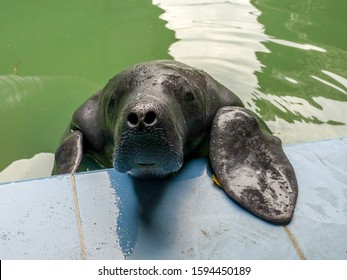 The Amazonian Manatee In Peru