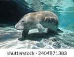 Amazonian Manatee (Trichechus inunguis) This freshwater mammal is found in the Amazon River and its tributaries.