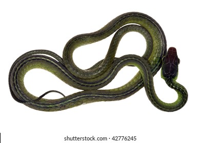Amazonian Whipsnake Chironius Exoletus Stock Photo 42776245 | Shutterstock