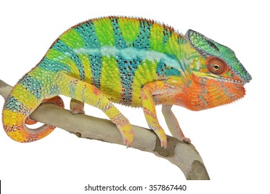 Ambanja Panther Chameleon Furcifer Pardalis Male Stock Photo 357867440 ...