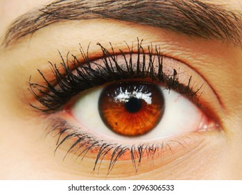 Amber Color Big Almond Eye