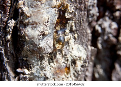 Amber Coloured Tree Sap, Leaking Out Of A Tree That Has Suffered Trauma.