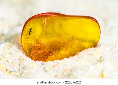 Amber With Embedded Insect