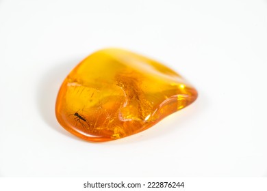 Amber With Embedded Insect