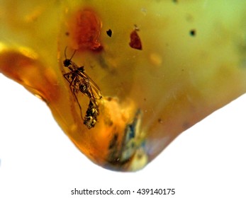 Amber With Embedded Insect