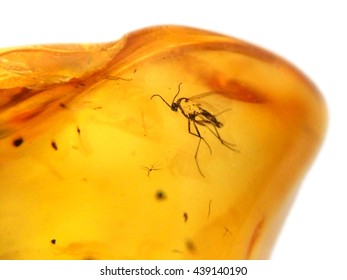 Amber With Embedded Insect