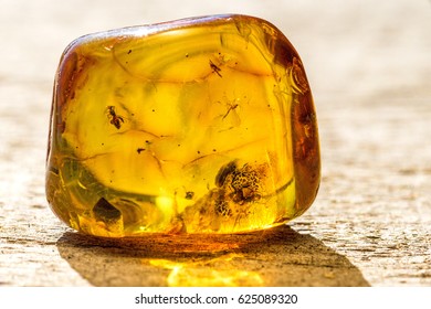 Amber With Embedded Insect