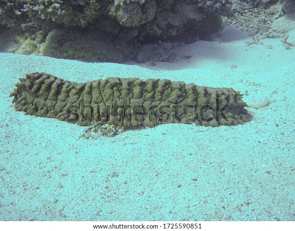 zebra bullhead shark