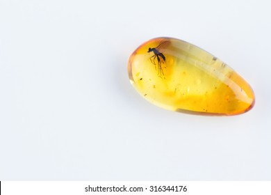 Amber Insect