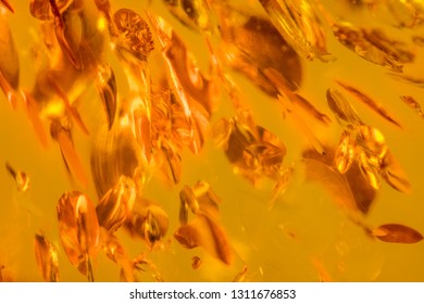 Amber Macro Photography