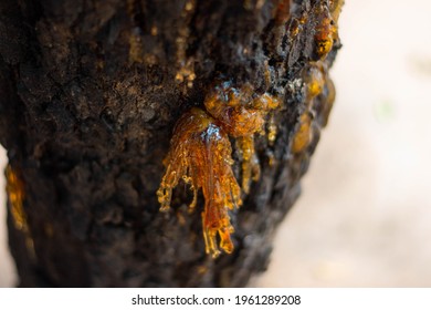 The Amber Sap Sank From The Bark That Was Diseased And Destroyed By Insects.