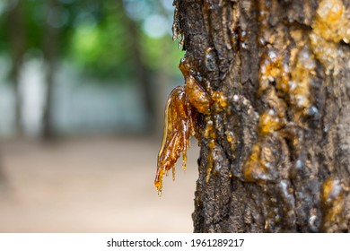 The Amber Sap Sank From The Bark That Was Diseased And Destroyed By Insects.