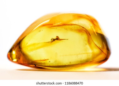 Amber Stone Frozen Mosquito Isolated On Stock Photo 1186088470 ...