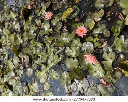 Ambient Realism: Authentic View of Floating Lily Pads in Natural Morning Light