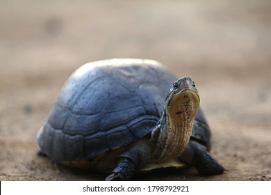 1,406 Box turtle water Images, Stock Photos & Vectors | Shutterstock