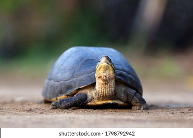 1,406 Box turtle water Images, Stock Photos & Vectors | Shutterstock