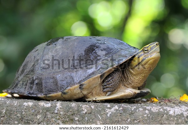 An Amboina Box Turtle or Southeast\
Asian Box Turtle is basking on a rock by the river. This shelled\
reptile has the scientific name Coura\
amboinensis.