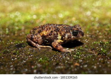 79 Amboli Toad Images, Stock Photos & Vectors | Shutterstock