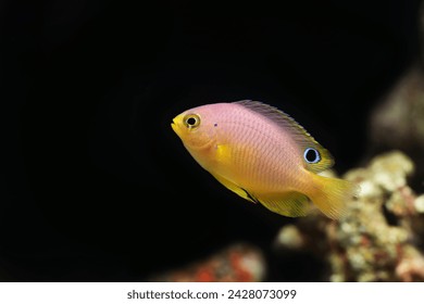 Ambon Damsel (Pomacentrus amboinensis) in marine aquarium