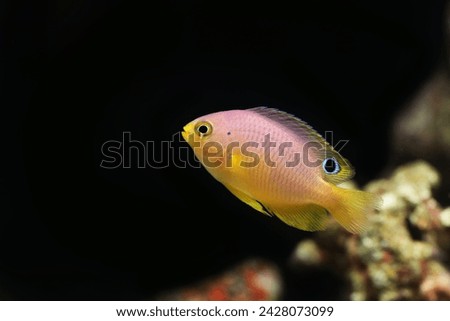 Ambon Damsel (Pomacentrus amboinensis) in marine aquarium
