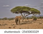 Amboseli elephant, Amboseli Nation Park, Africa