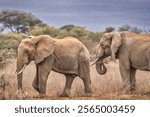 Amboseli elephant, Amboseli National Park, Africa