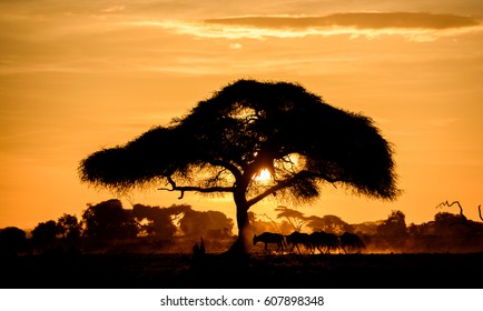 Kenya kön video