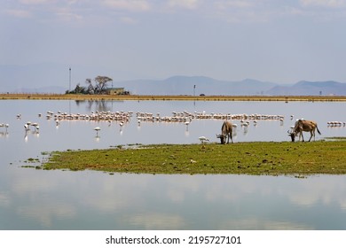 Amboseli National Park In Kenya