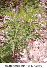 Ambrosia Artemisiifolia Or Common Ragweed, Annual Ragweed