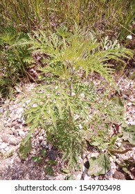 Ambrosia Artemisiifolia Or Common Ragweed, Annual Ragweed