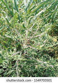 Ambrosia Artemisiifolia Or Common Ragweed, Annual Ragweed