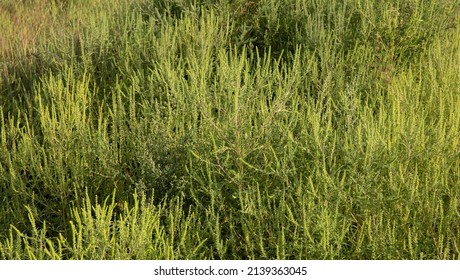 Ambrosia Artemisiifolia Common Ragweed Blooming In The Field