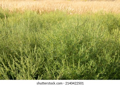 Ambrosia Artemisiifolia Common Ragweed Blooming In The Field