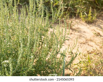 Ambrosia Artemisiifolia Common Ragweed Blooming In The Field