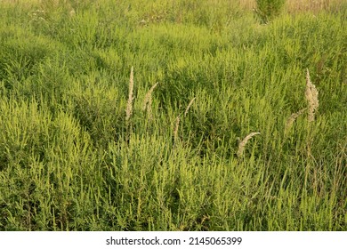 Ambrosia Artemisiifolia Common Ragweed Blooming In The Field